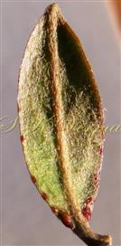  Leaf (Young) with glands